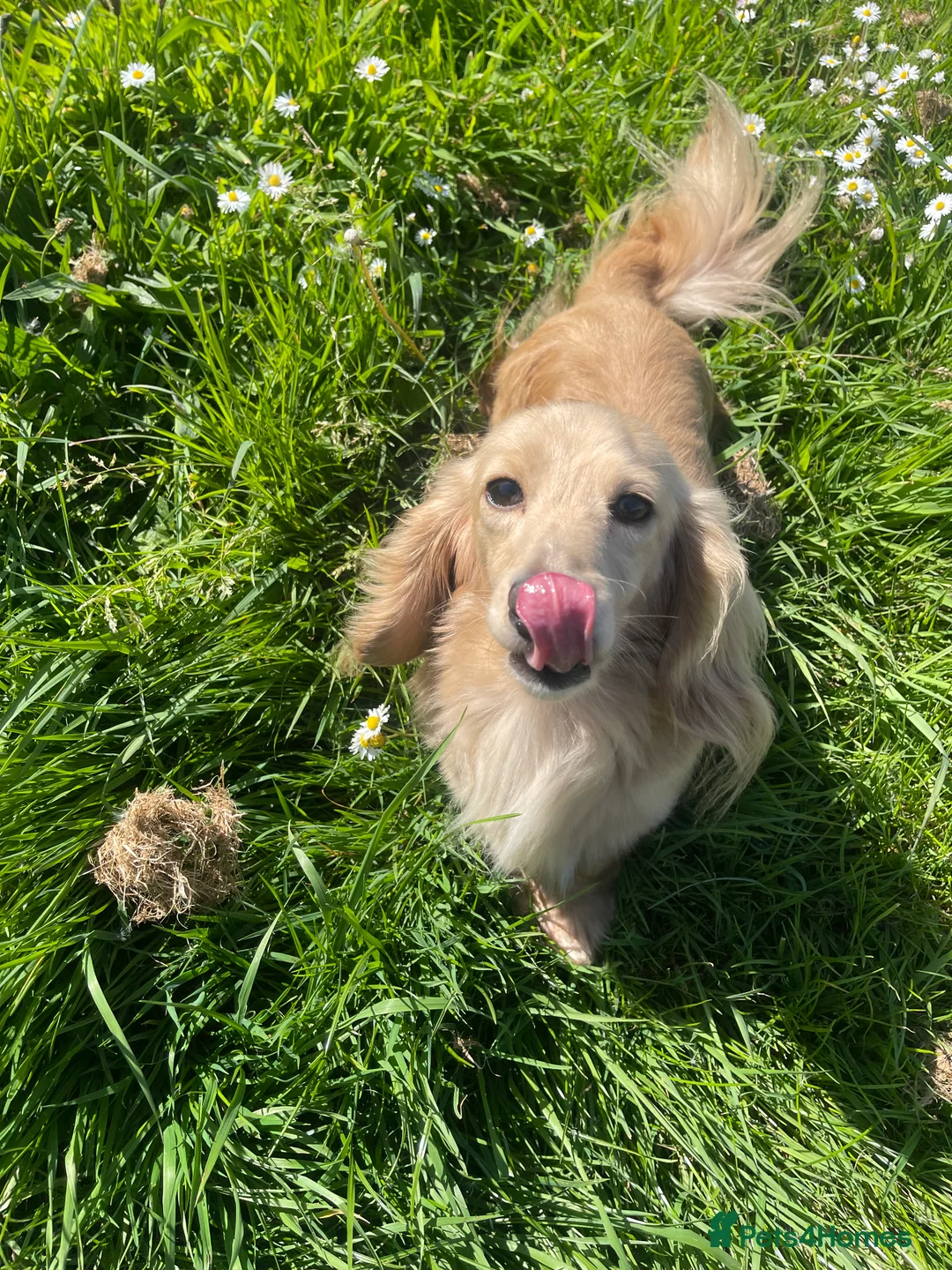 Miniature Dachshund dogs for stud: Shaded cream miniature dachshund 3.6kg - Advert 5