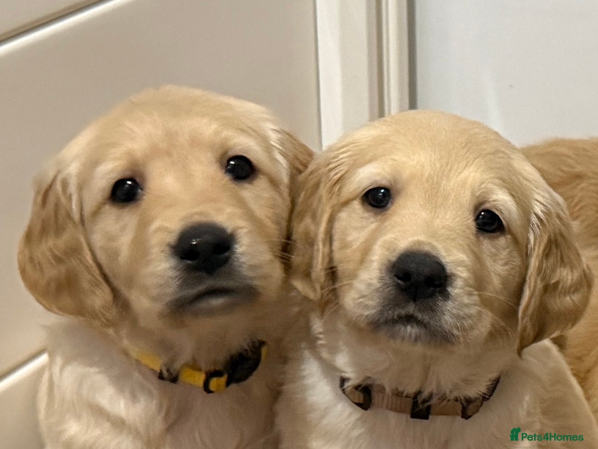 Golden Retriever dogs KC Golden Retriever Puppies Ready 22nd February  - Advert 7