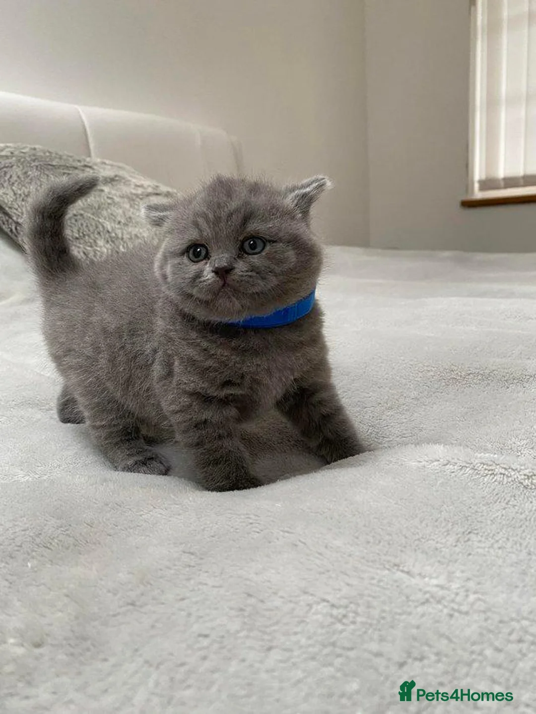 British Shorthair cats for sale: Beautiful British Shorthair Kittens - Advert 5