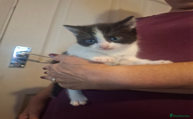 Mixed Breed cats for sale - Advert 1