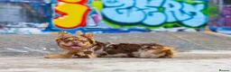 French Bulldog dogs for stud: Visual Fluffy New Shade Rojo Tri Merle 🦁🍫🎨 in Blaenau Ffestiniog - Advert 1