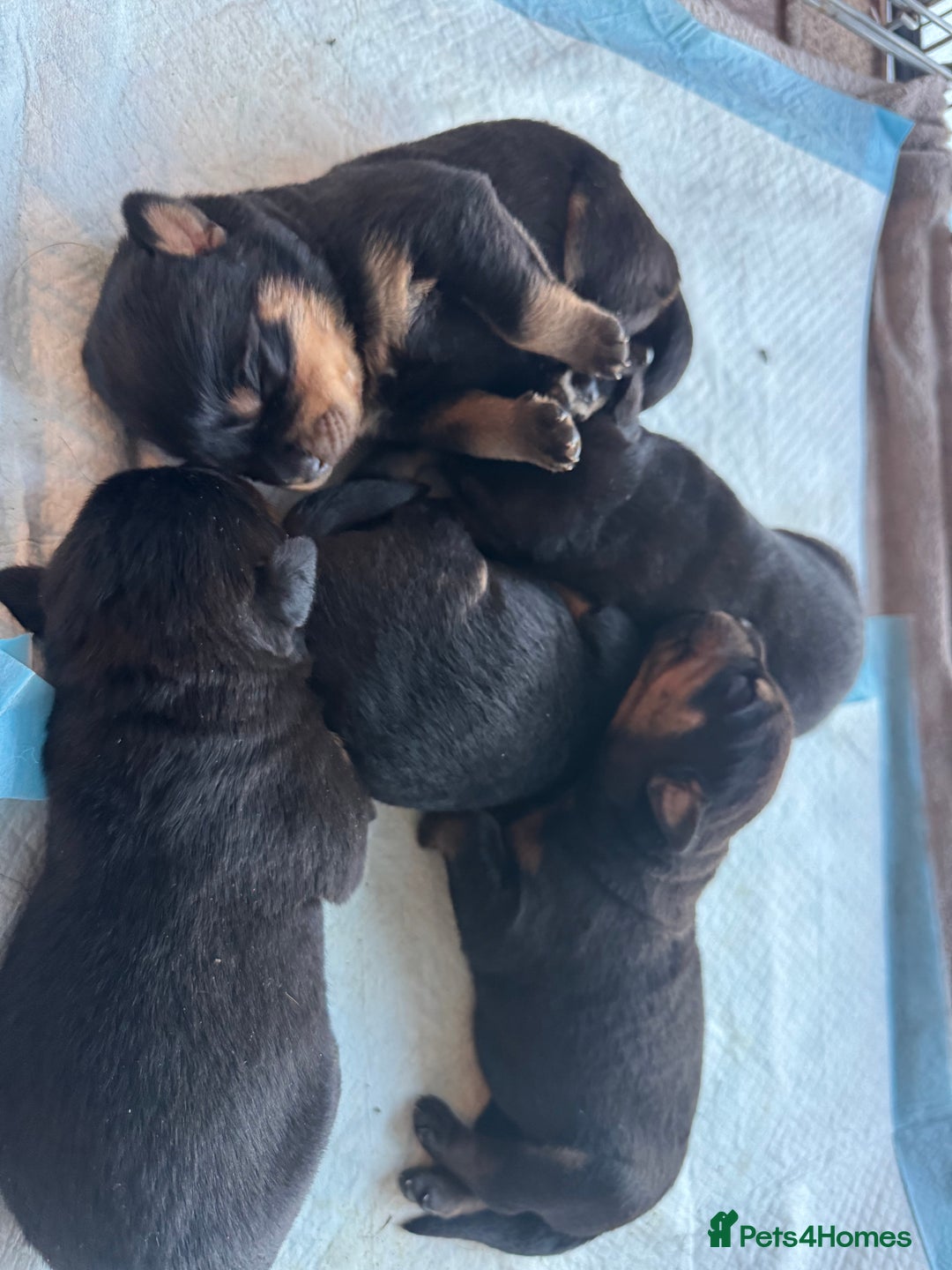 Rottweiler dogs for sale: KC Rottweiler puppies  - Advert 20