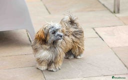 Mixed Breed dogs for adoption: Gilbert the hypoallergenic dog - Image 5