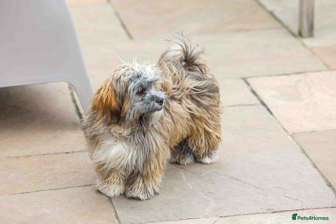 Mixed Breed dogs for adoption: Gilbert the hypoallergenic dog - Image 5