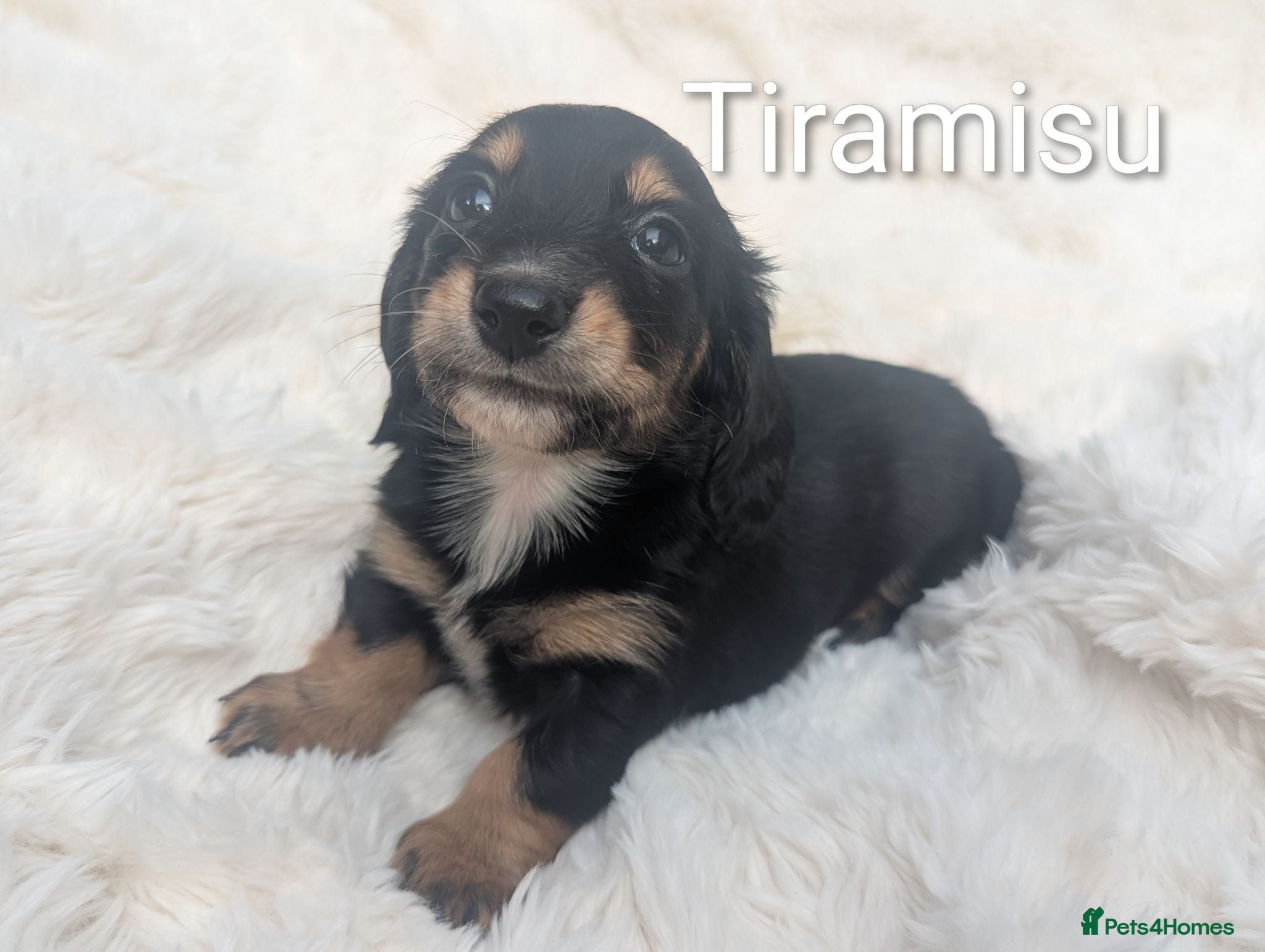 Miniature Dachshund dogs READY TODAY 🏆Russian Champion lines  - Advert 2
