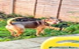 Mixed Breed dogs for sale: Beautiful family dog - Image 4