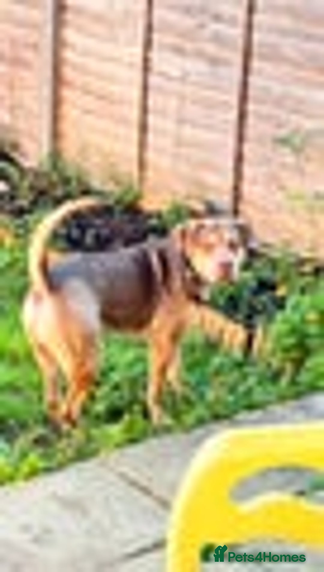 Mixed Breed dogs for sale: Beautiful family dog - Image 4