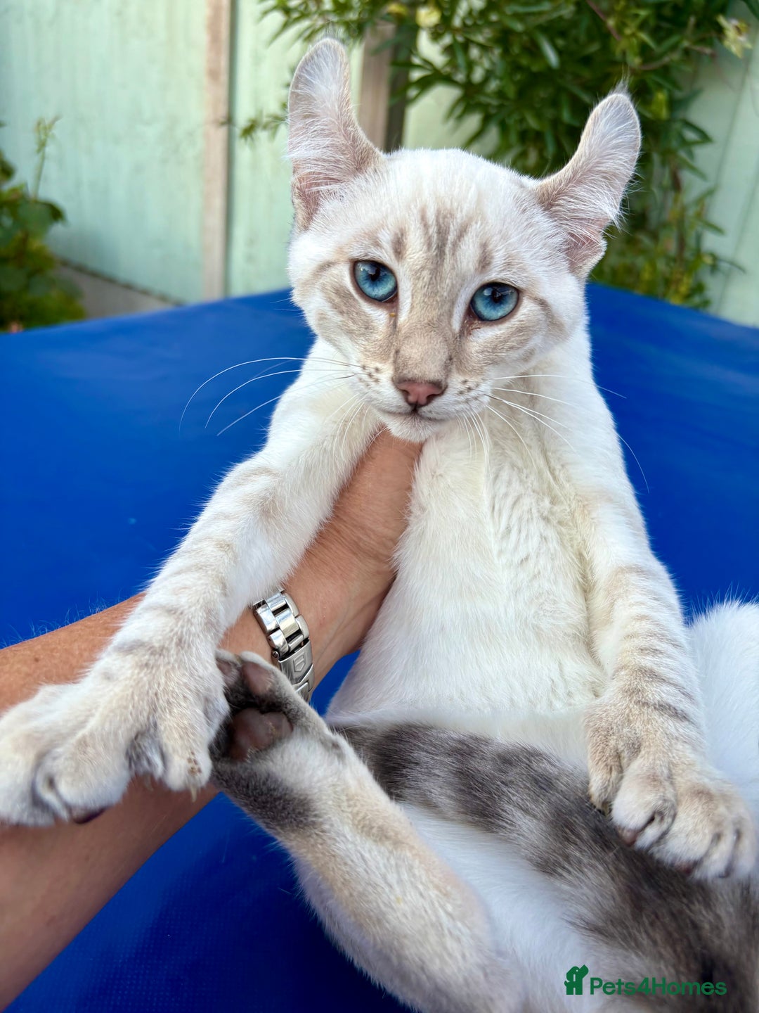 Savannah cats for sale: Superb polydactyl curled eared snow leopard  - Image 12