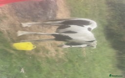 Trotter horses for sale: 16 month old colt stallion  - Image 3