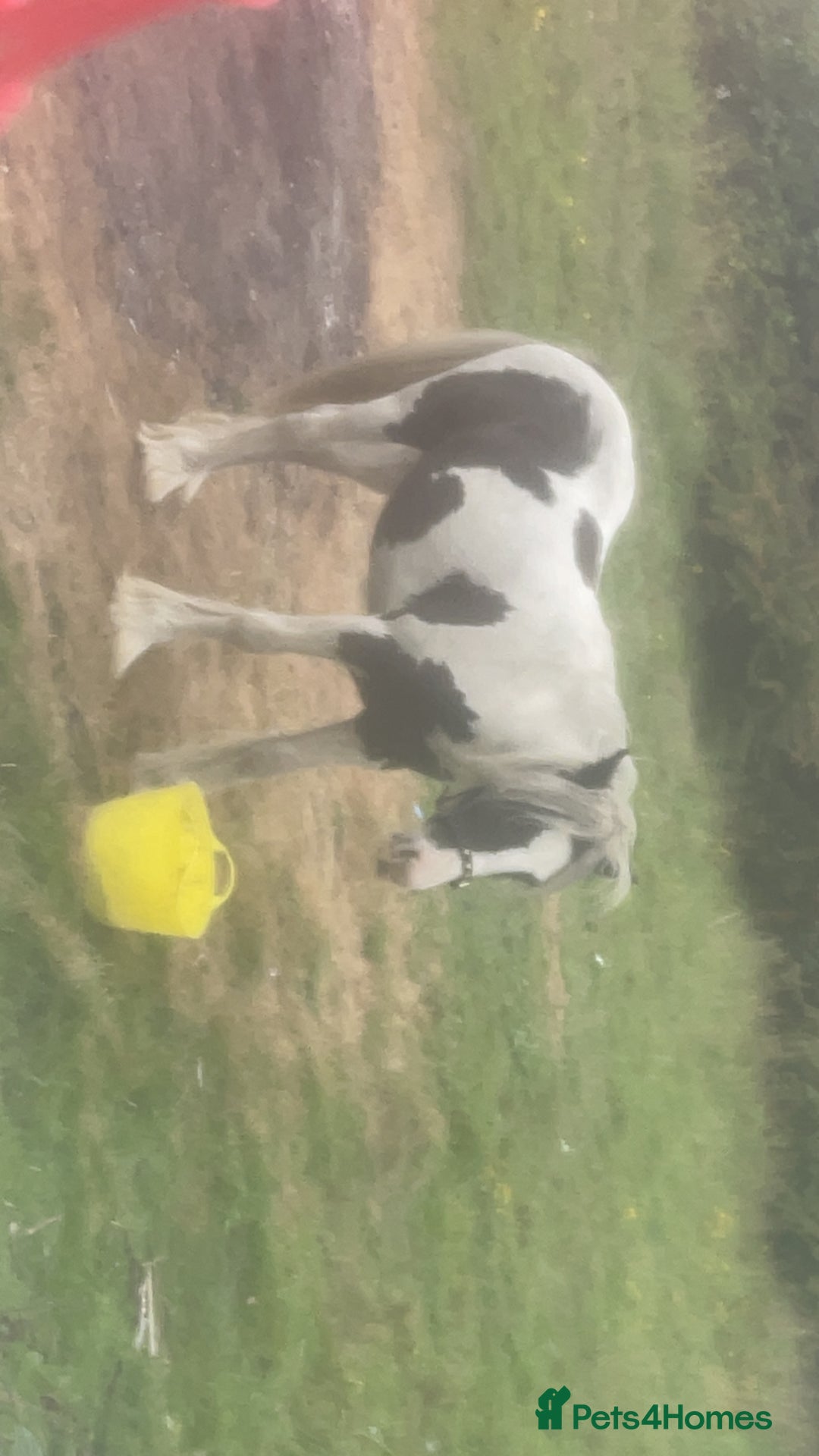 Trotter horses for sale: 16 month old colt stallion  - Image 3