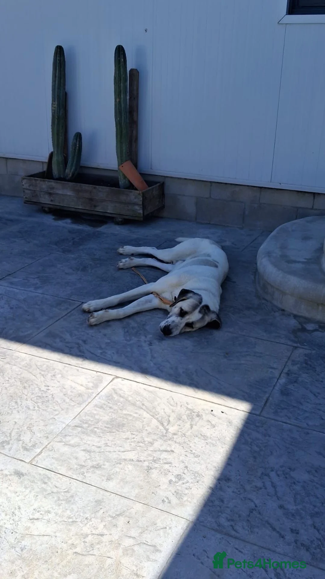 Mixed Breed dogs for adoption: Snoop❤️🐾 - Advert 2