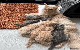 Maine Coon cats for sale: Maine coon kittens -2 boys and 1 girls left - Image 5