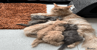 Maine Coon cats - Advert 13