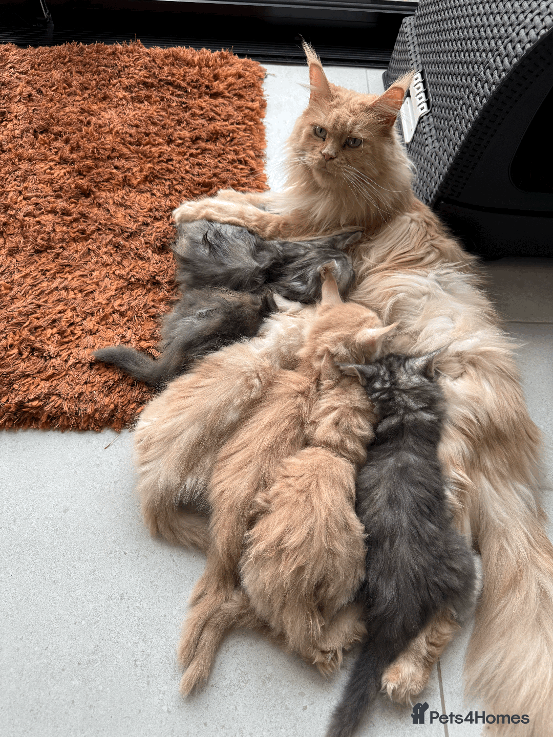 Maine Coon cats for sale: Maine coon kittens -2 boys and 1 girls left - Image 5