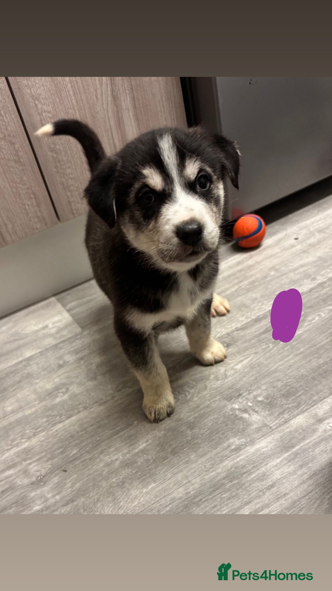 Mixed Breed dogs for sale: Beautiful huskadors - Advert 8