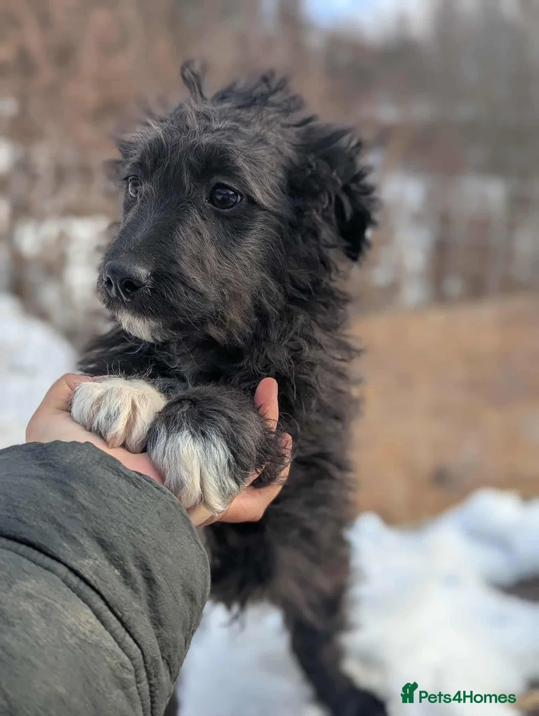 Mixed Breed dogs for adoption: Frost  - Advert 2