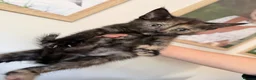 Mixed Breed cats for sale: Beautiful Maine Coon x Rex kittens - Advert 7