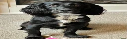 Sprocker dogs for stud: Sprocker for stud - Advert 1