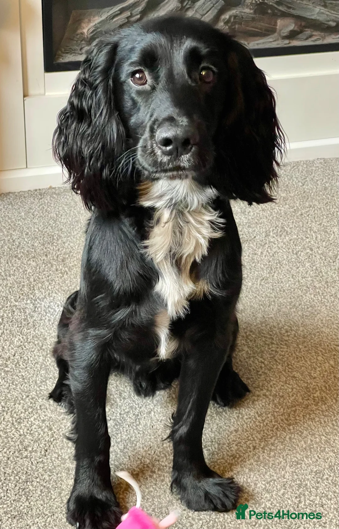 Sprocker dogs for stud: Sprocker for stud - Advert 1