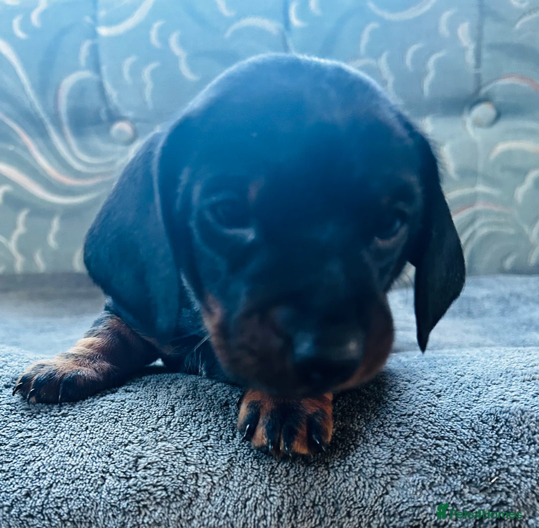 Dachshund dogs for sale: BEAUTIFUL KC REG STANDARD SMOOTH DACHSHUNDS  - Image 10