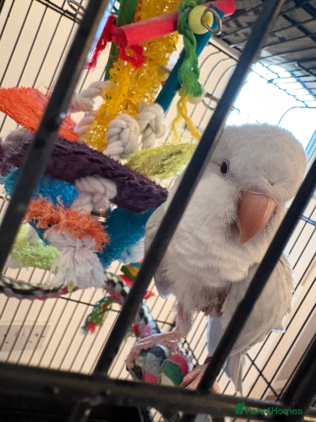 Parrots birds for sale: Blue crossover Quaker - Advert 3