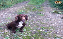 Cocker Spaniel dogs for stud: Stunning cocker spaniel for stud in Gloucester - Image 3