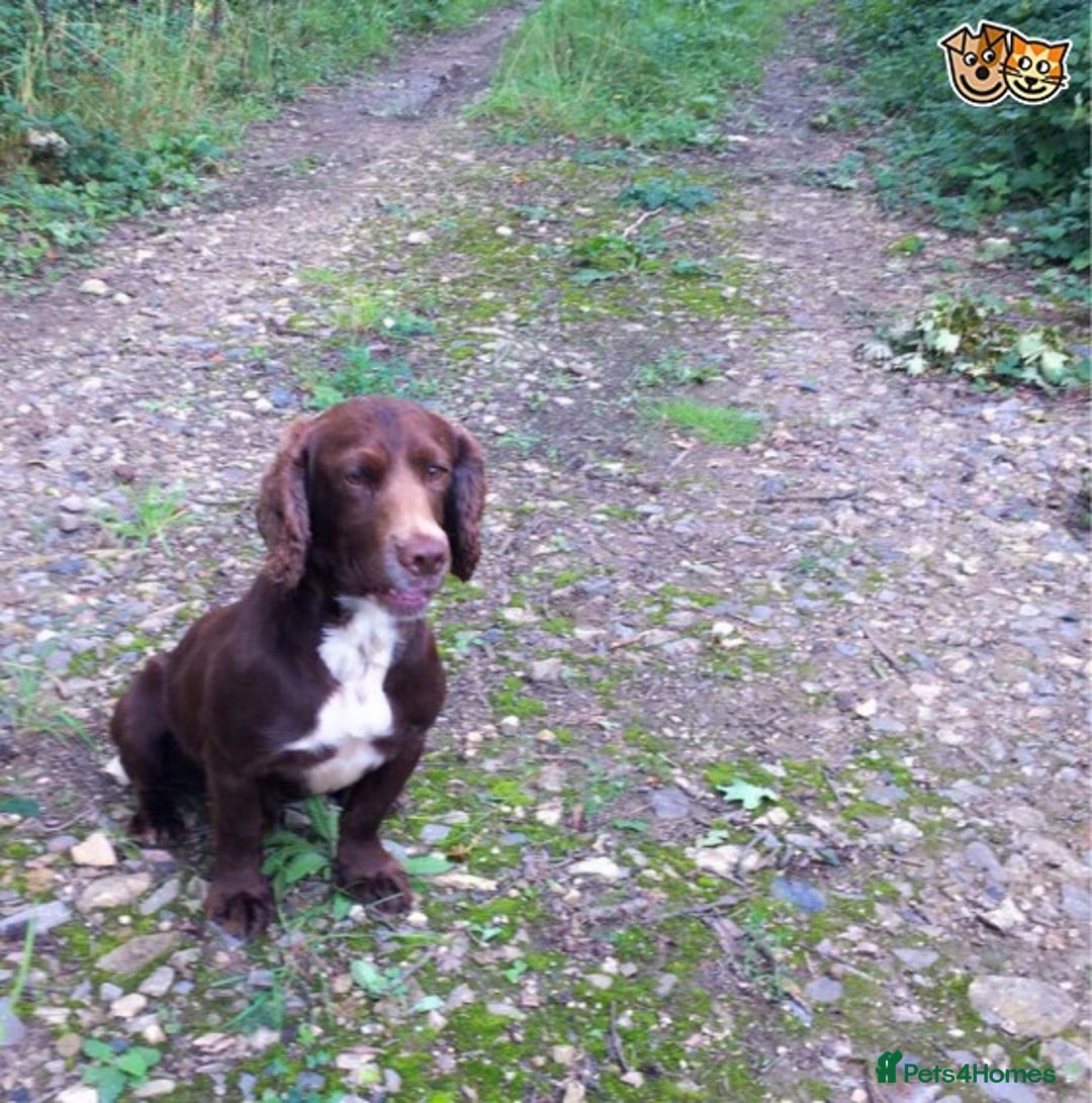 Cocker Spaniel dogs for stud: Stunning cocker spaniel for stud in Gloucester - Image 3