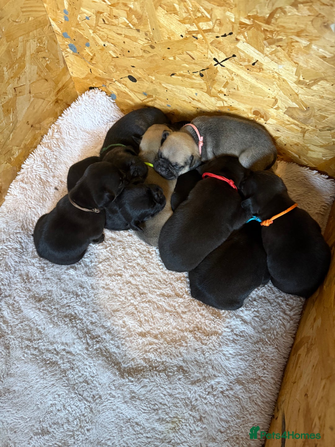 Frug dogs for sale: Puppies  - Image 2