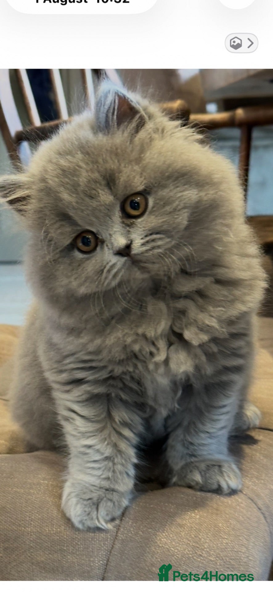 British Shorthair cats One Kitten Left!  - Advert 2