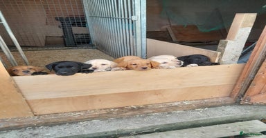 Labrador Retriever dogs - Advert 15