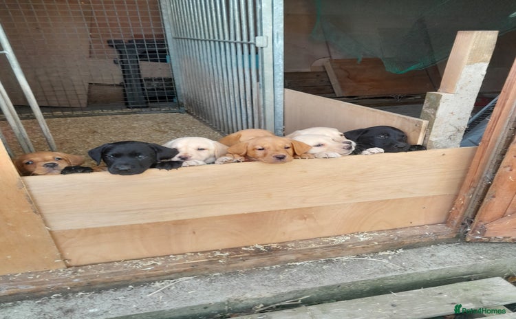 Labrador Retriever dogs - Advert 3
