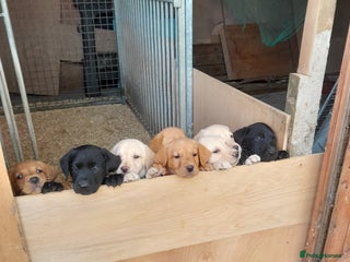 Labrador Retriever dogs - Advert 18