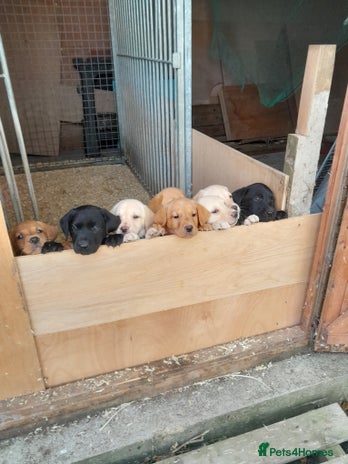 Labrador Retriever dogs - Advert 1