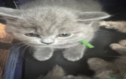British Shorthair cats for sale: Beautiful British Shorthair Kittens  - Image 10