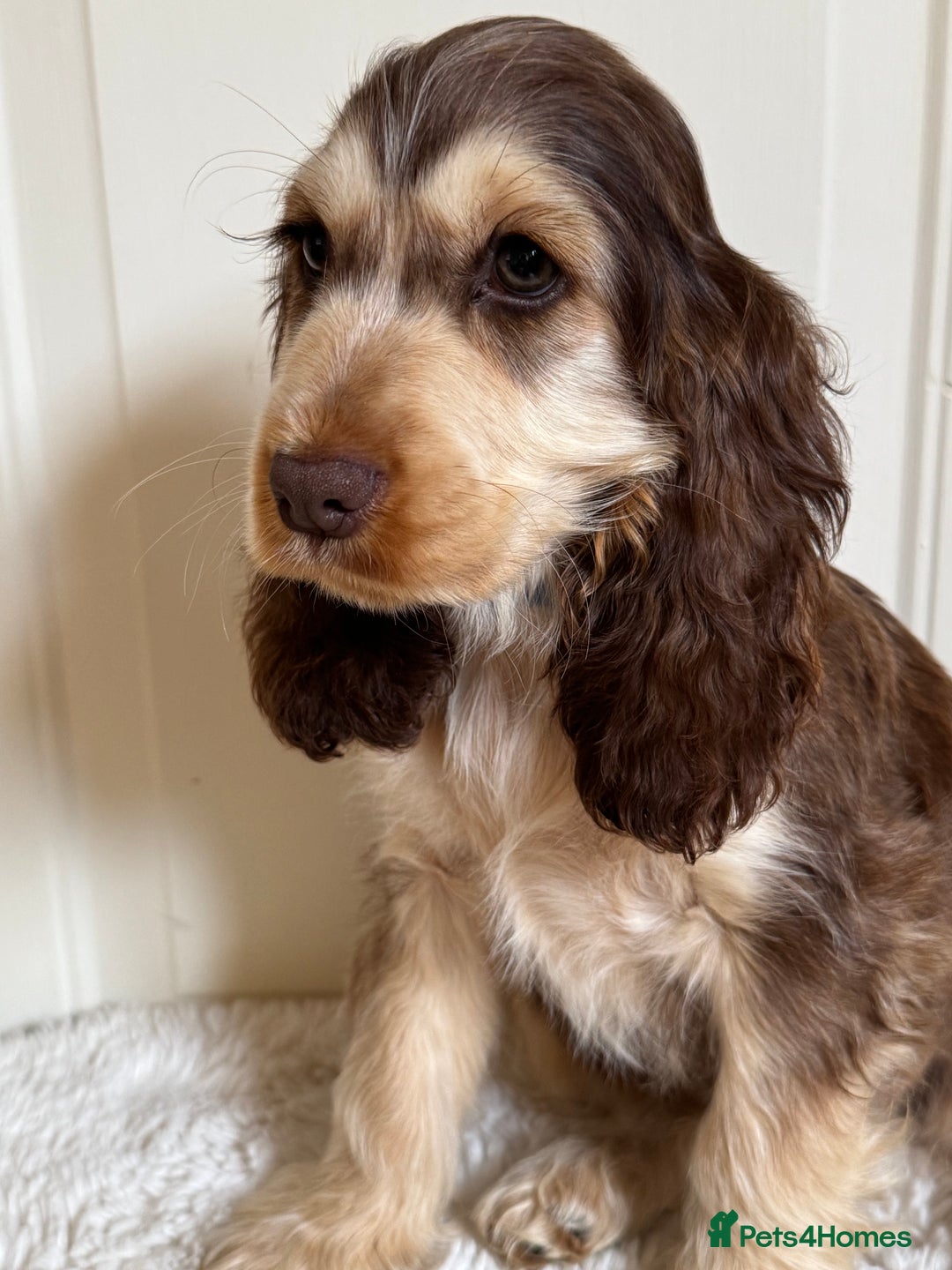 Cocker Spaniel dogs for sale: Last 2 boys fully vaccinated health checked  - Image 26