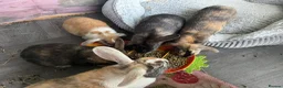Mixed Breed rabbits for sale: Rabbits for sale - Advert 15