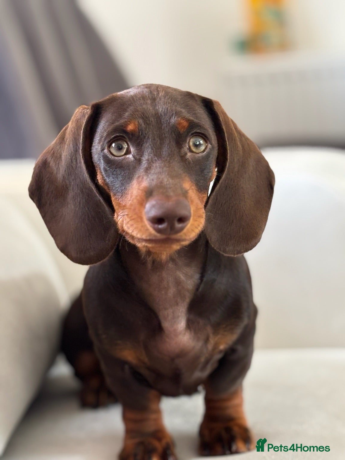 Miniature Dachshund dogs Beautiful Miniature Dachshund male - Advert 3