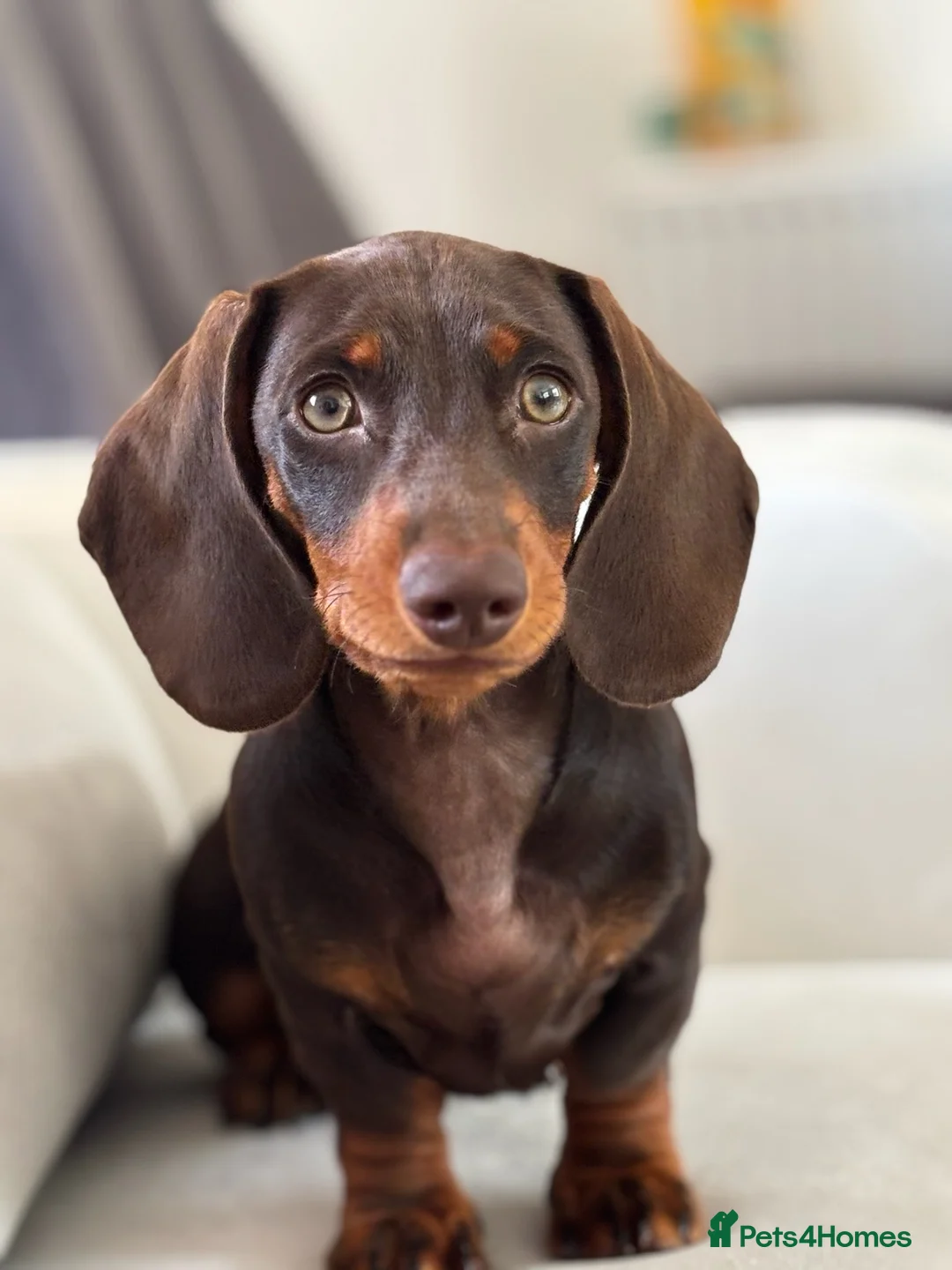 Miniature Dachshund dogs for sale: Beautiful Miniature Dachshund male - Advert 1