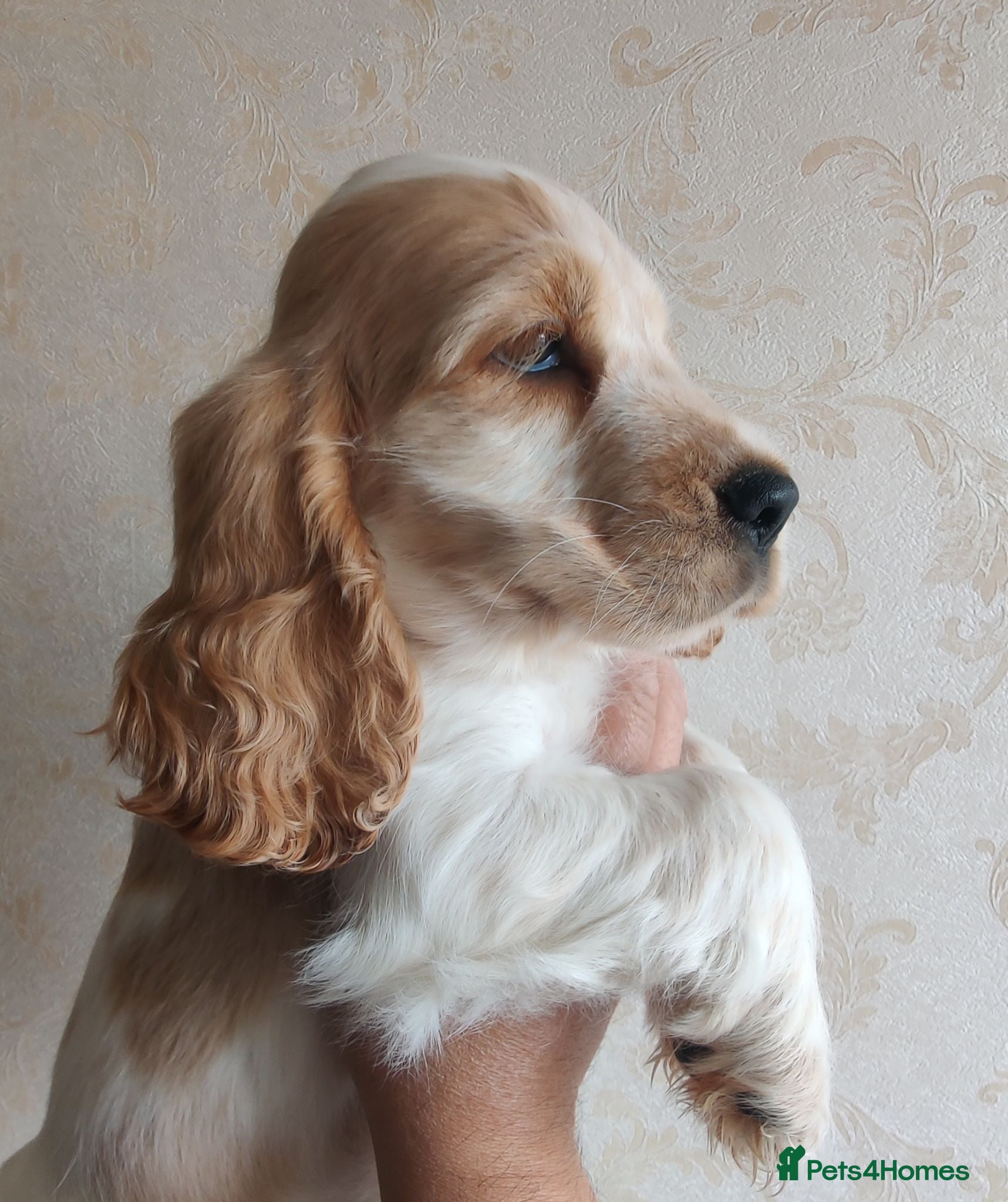 Cocker Spaniel dogs Stunning Show Type Cocker Spaniels  - Advert 1