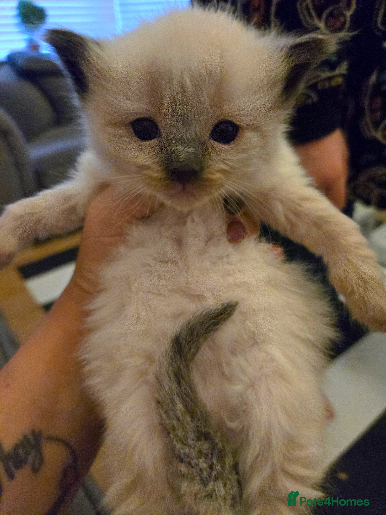 Ragdoll cats for sale: Stunning litter of Purebred Ragdoll kittens - Advert 34