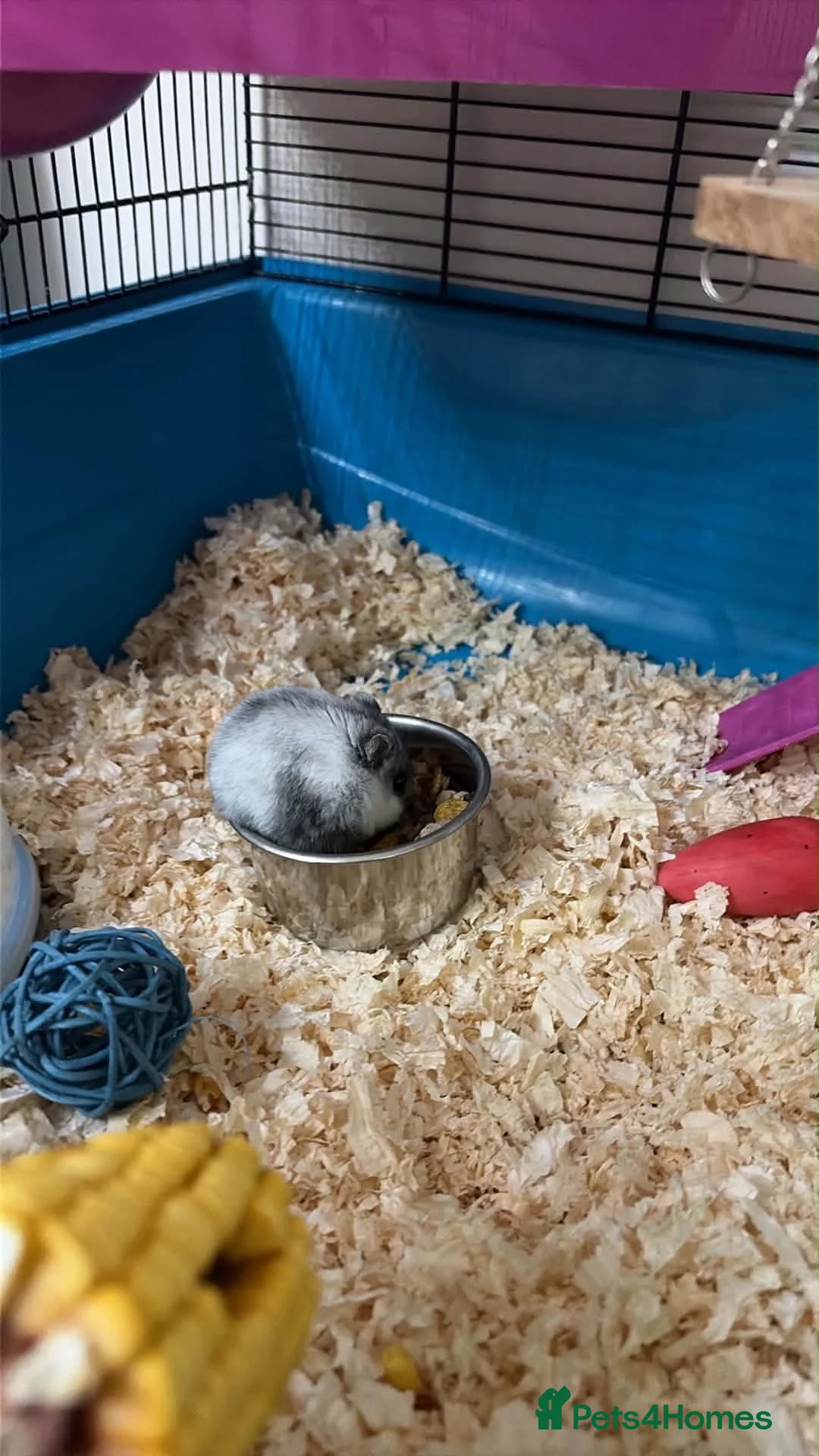 Hamster rodents for sale: Male Dwarf hamster  in Mansfield - Advert 2