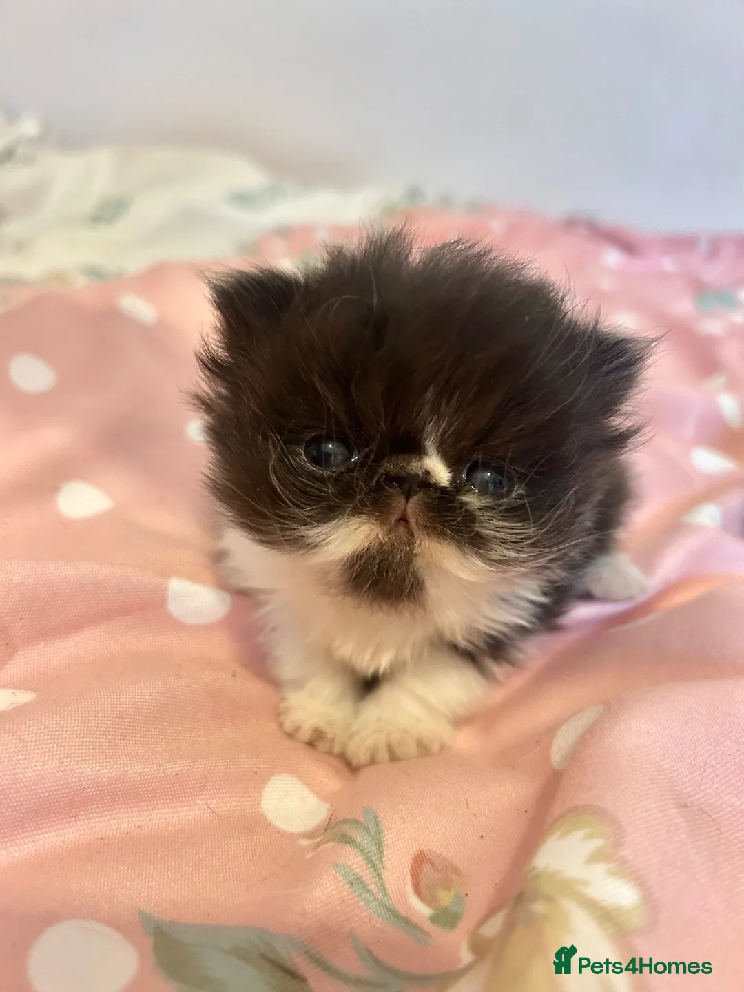 Persian cats for sale: GCCF Active Persians Grand Champion Lines - Advert 2
