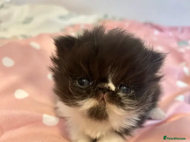 Persian cats for sale: GCCF Active Persians Grand Champion Lines - Advert 2
