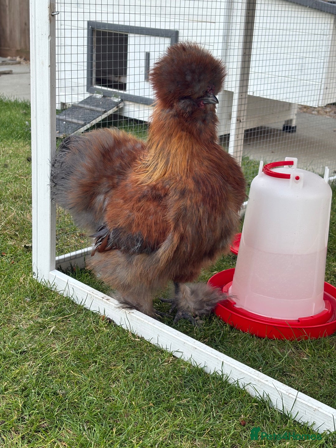 Chickens poultry for sale: Pure silkie rooster  - Image 2