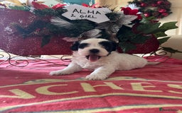 Bichon Frise dogs for sale: Bichon Frise X Bichon Havanez  - Image 15