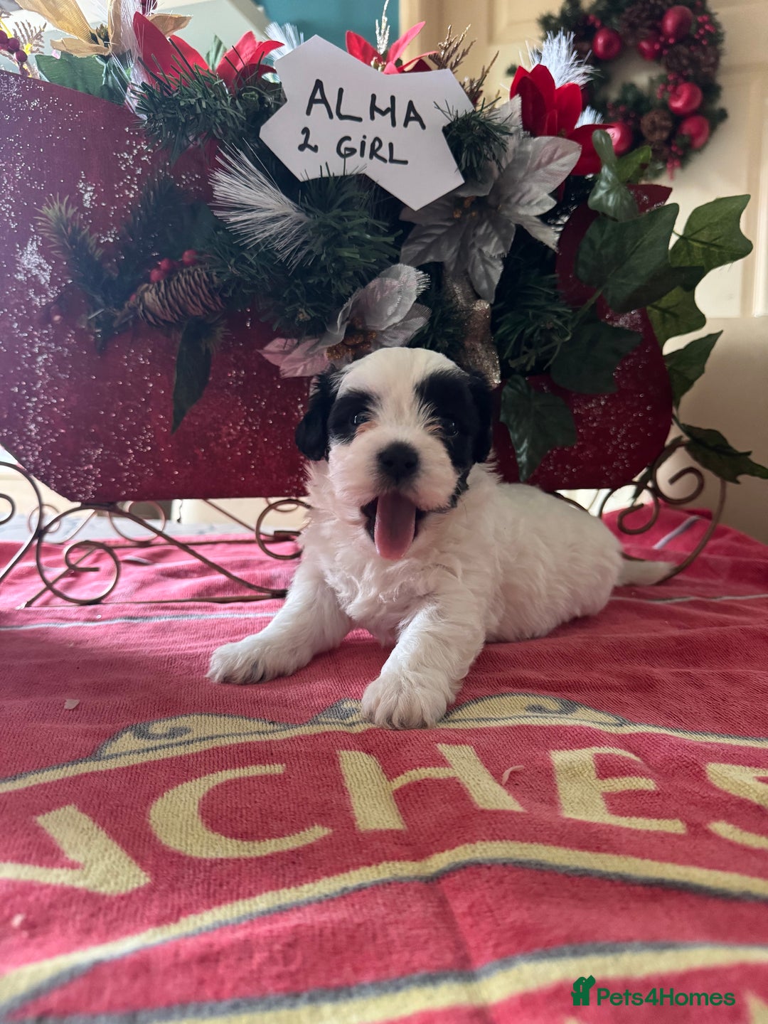 Bichon Frise dogs for sale: Bichon Frise X Bichon Havanez  - Image 15