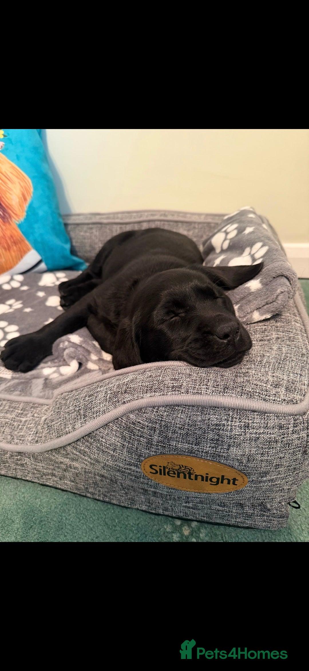 Labrador Retriever dogs for sale: KC Reg Labrador Puppies - Therapy Dog Mum - Image 15