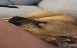 Mixed Breed dogs for sale: Honey - Image 3