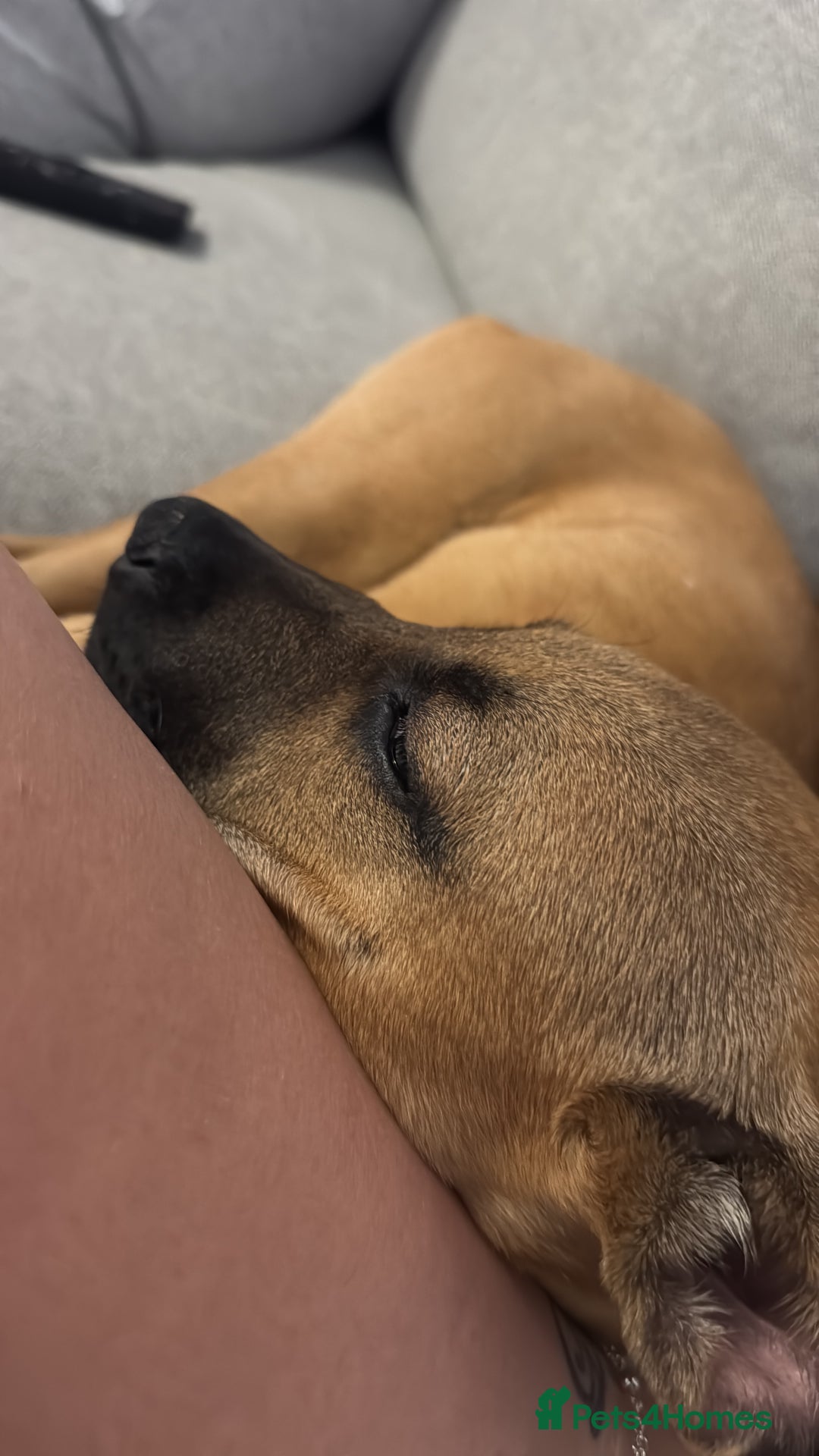 Mixed Breed dogs for sale: Honey - Image 3