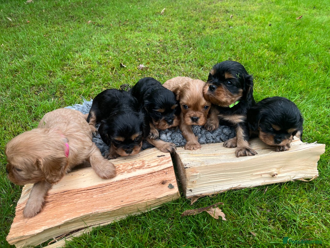Cavalier King Charles Spaniel dogs for sale: KC reg Cavalier Puppies - Image 11